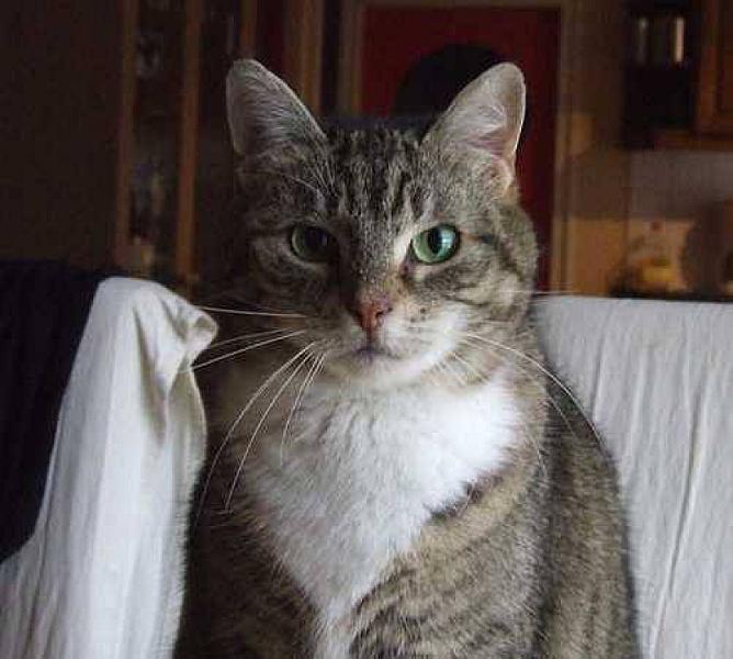 Kattenpraat