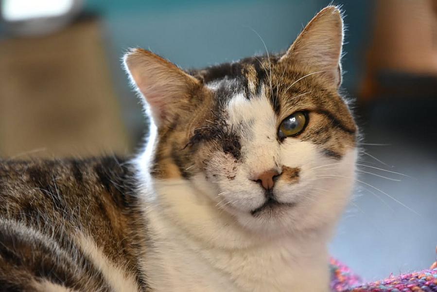 Kattenpraat