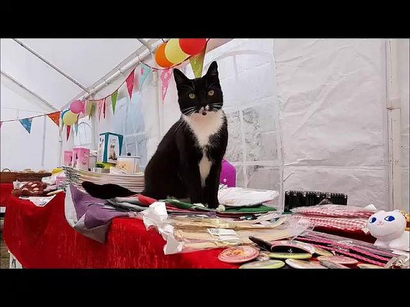 Kattenpraat