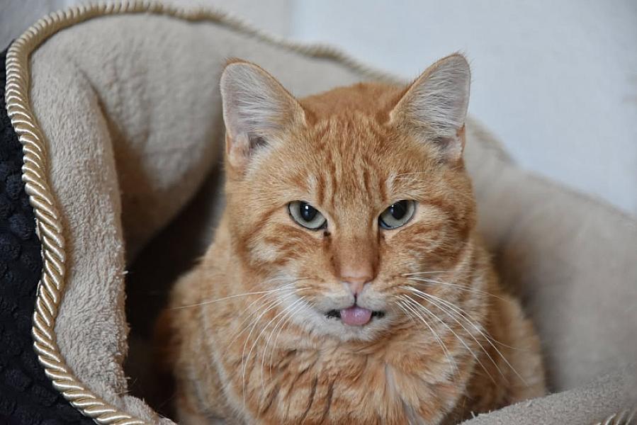 Kattenpraat