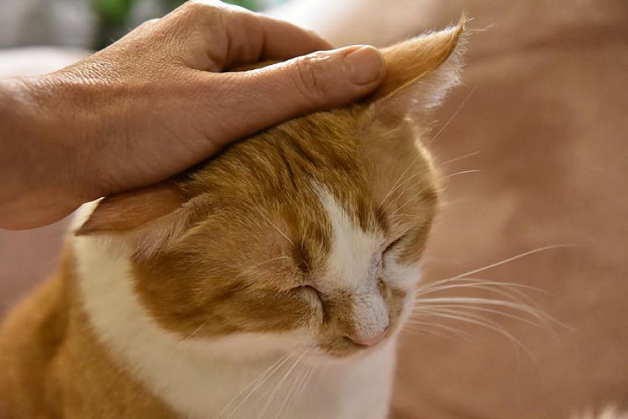 Kattenpraat