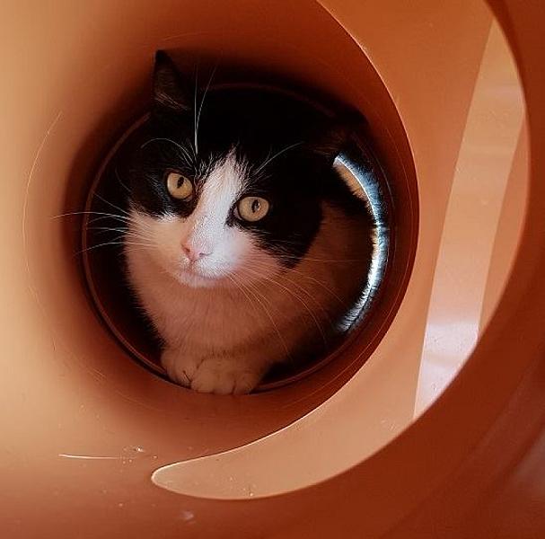 Kattenpraat