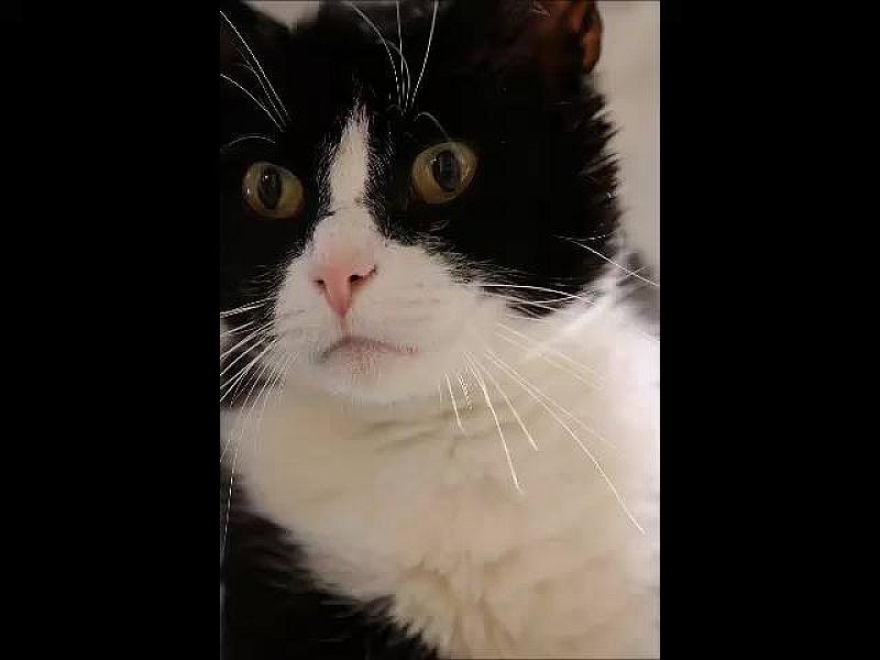 Kattenpraat