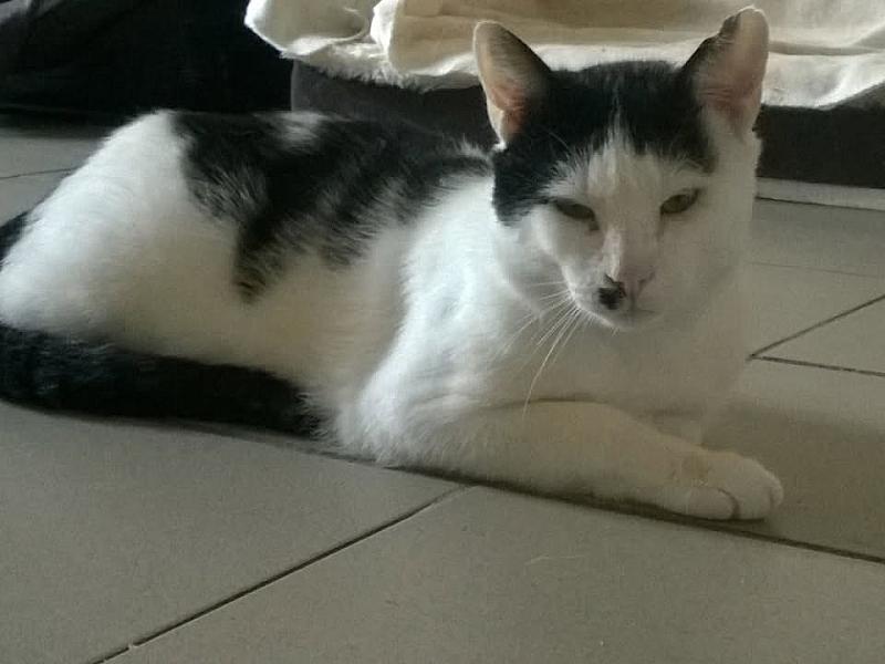 Kattenpraat