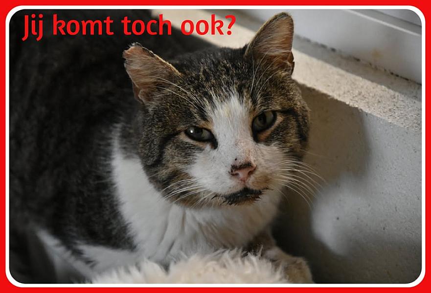 Kattenpraat