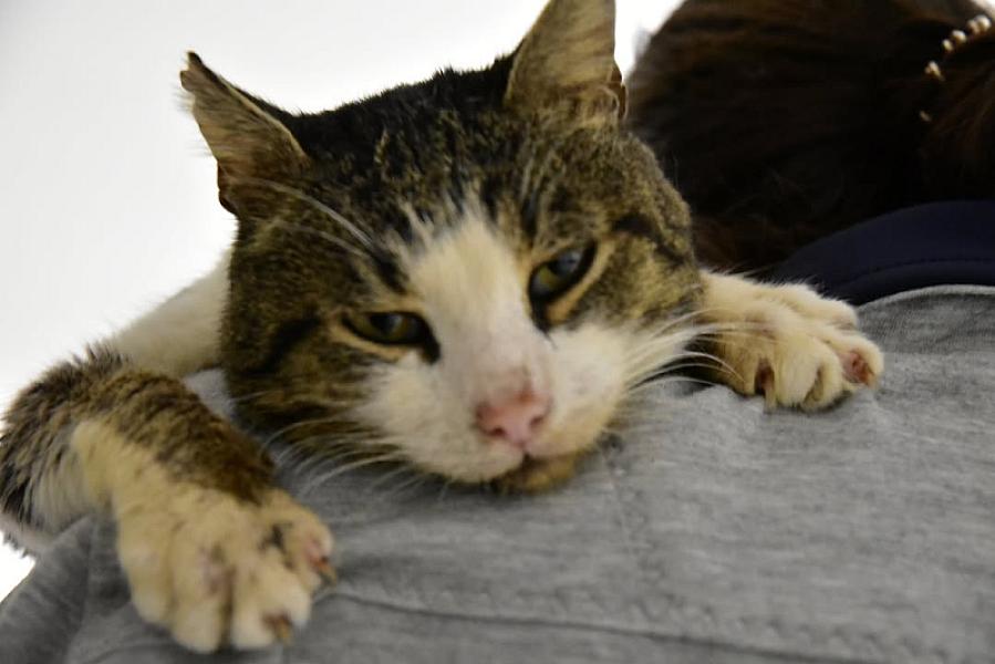 Kattenpraat