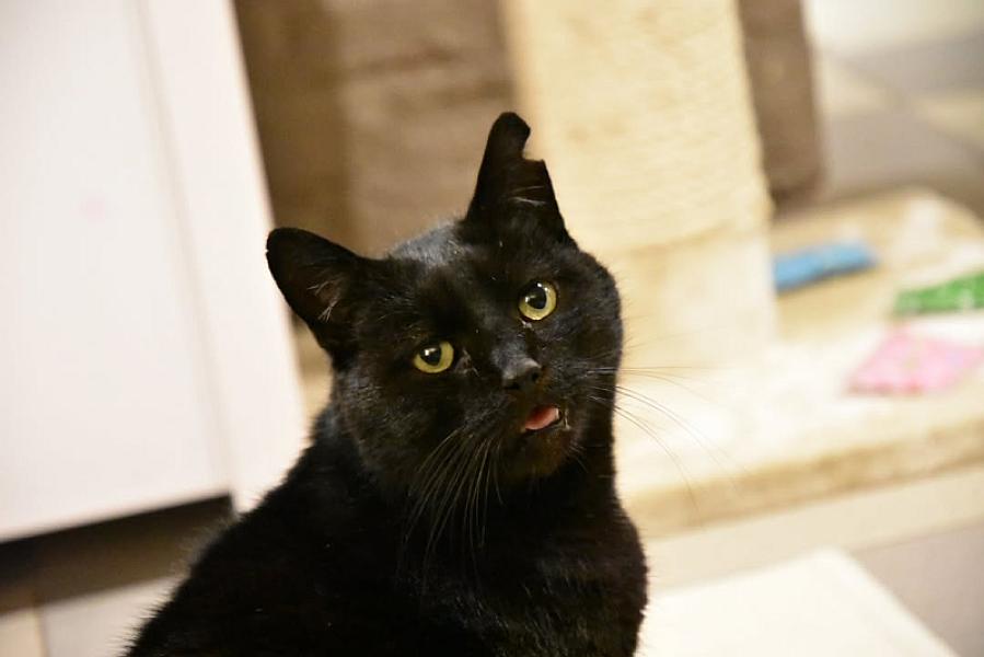 Kattenpraat