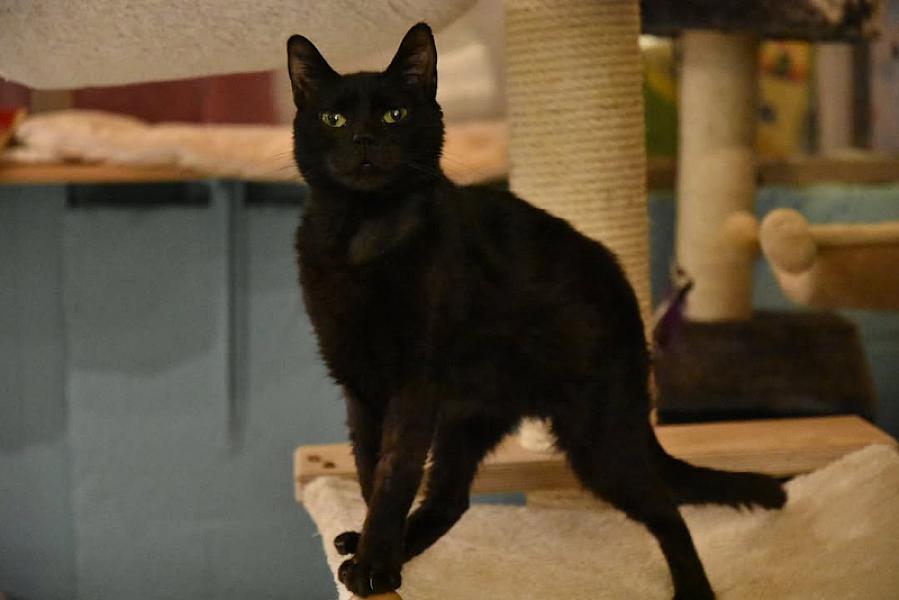 Kattenpraat
