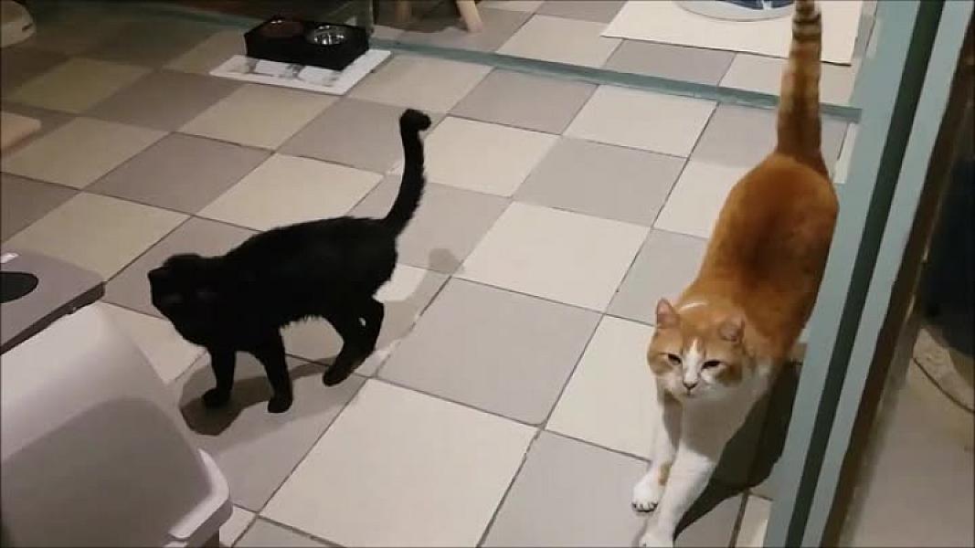 Kattenpraat