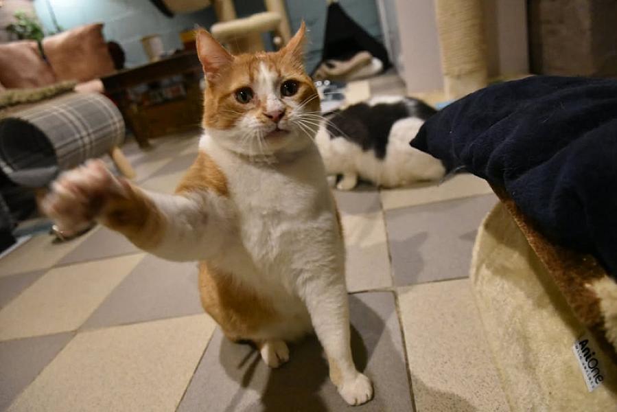 Kattenpraat