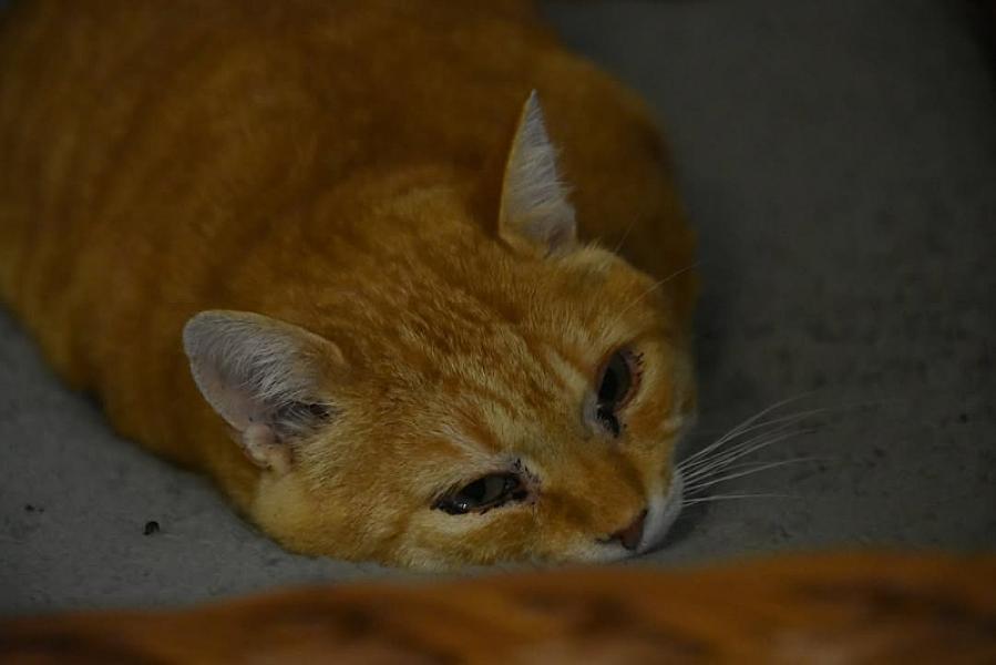 Kattenpraat