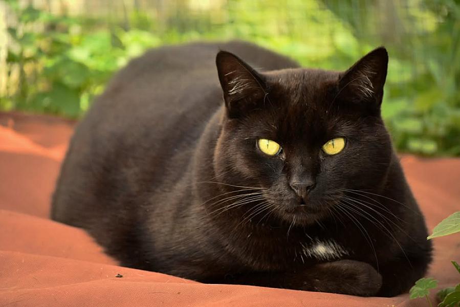 Kattenpraat