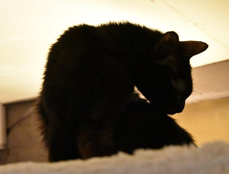 Kattenpraat