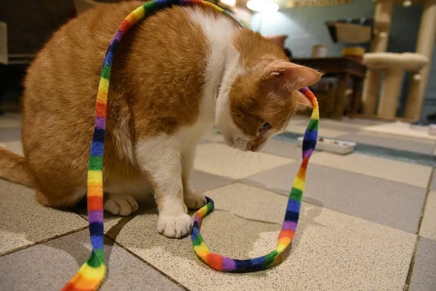 Kattenpraat