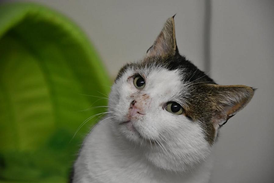 Kattenpraat