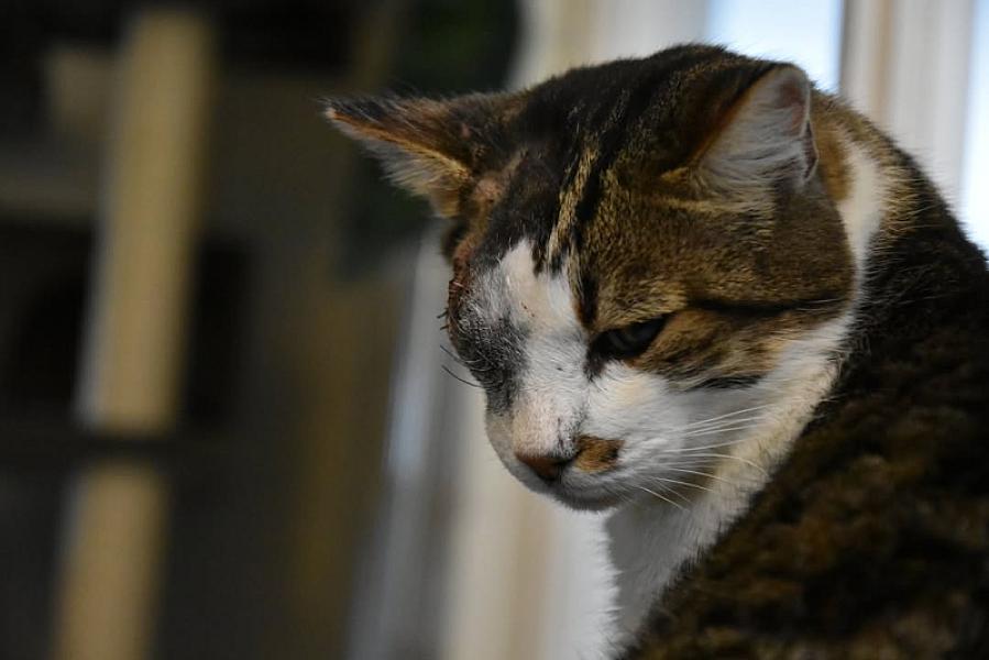 Kattenpraat