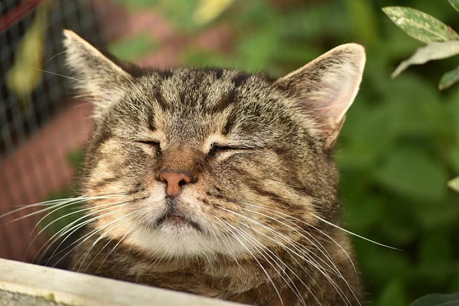 Kattenpraat