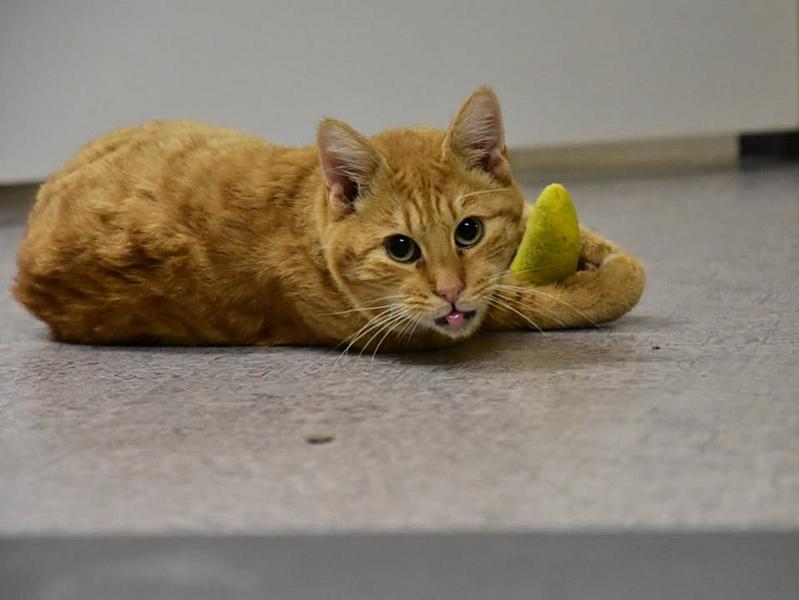 Kattenpraat