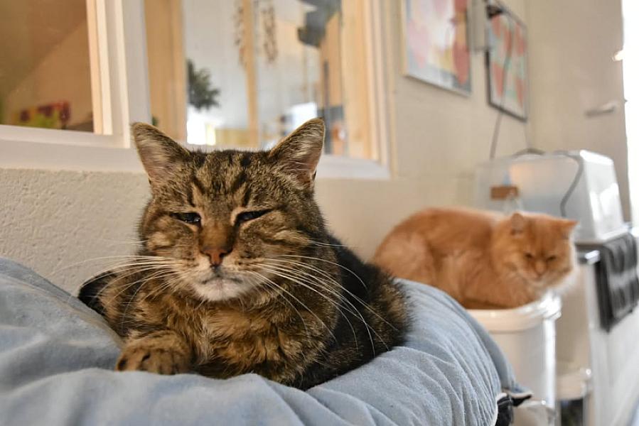 Kattenpraat