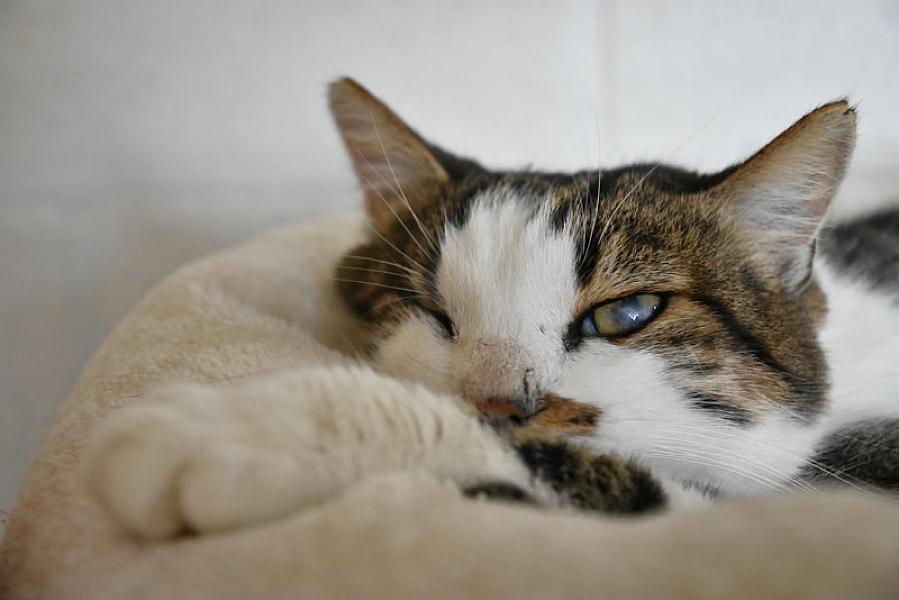 Kattenpraat