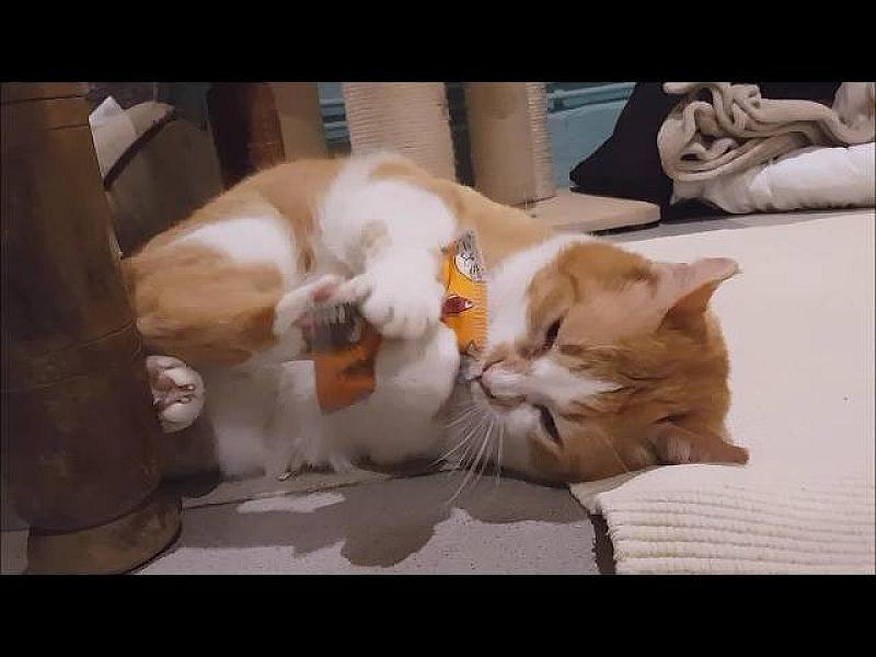 Kattenpraat