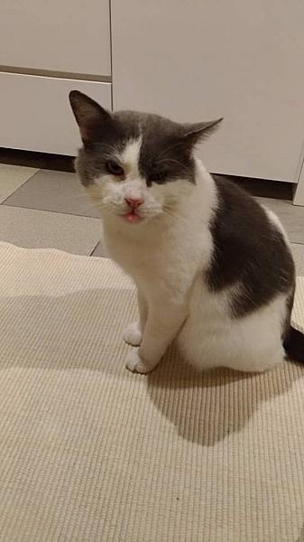 Kattenpraat