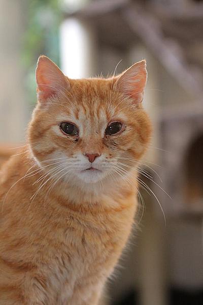 Kattenpraat