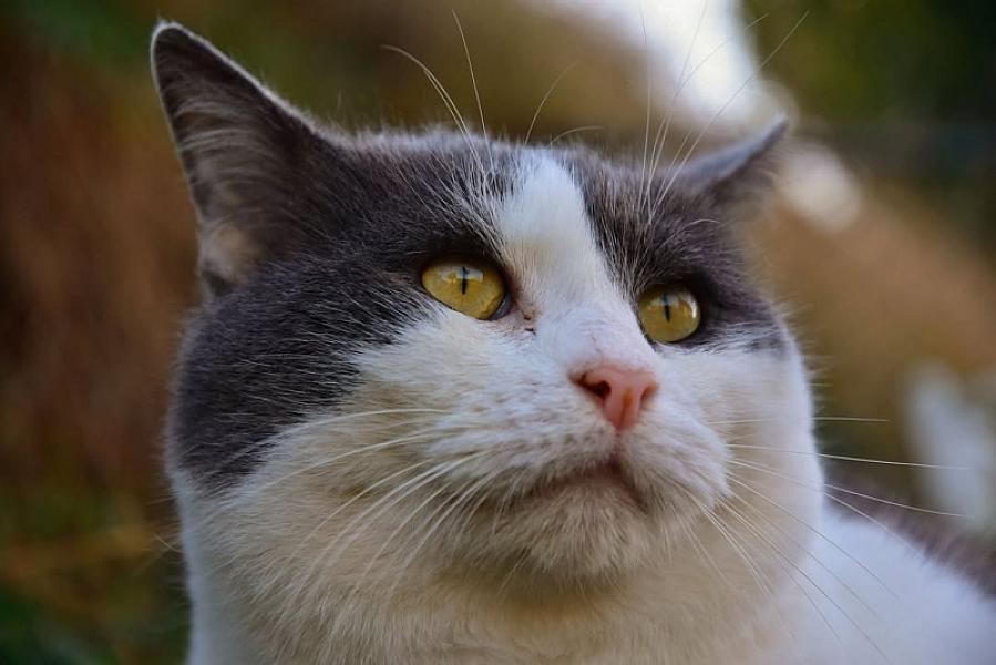 Kattenpraat