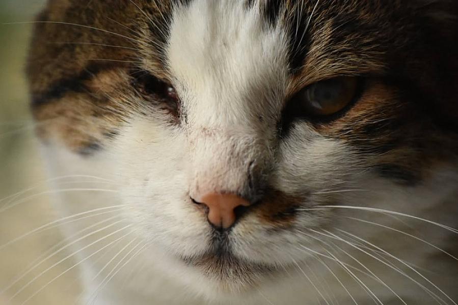 Kattenpraat