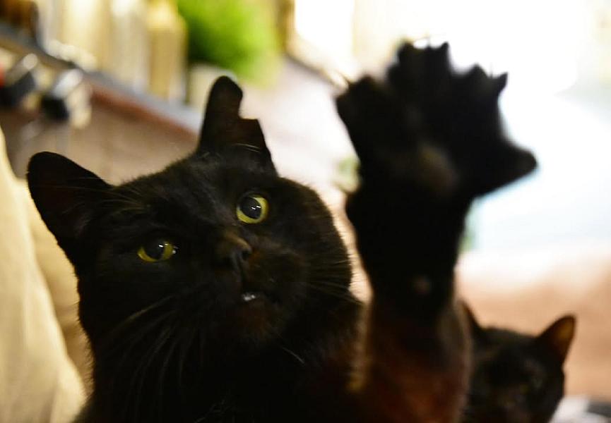 Kattenpraat