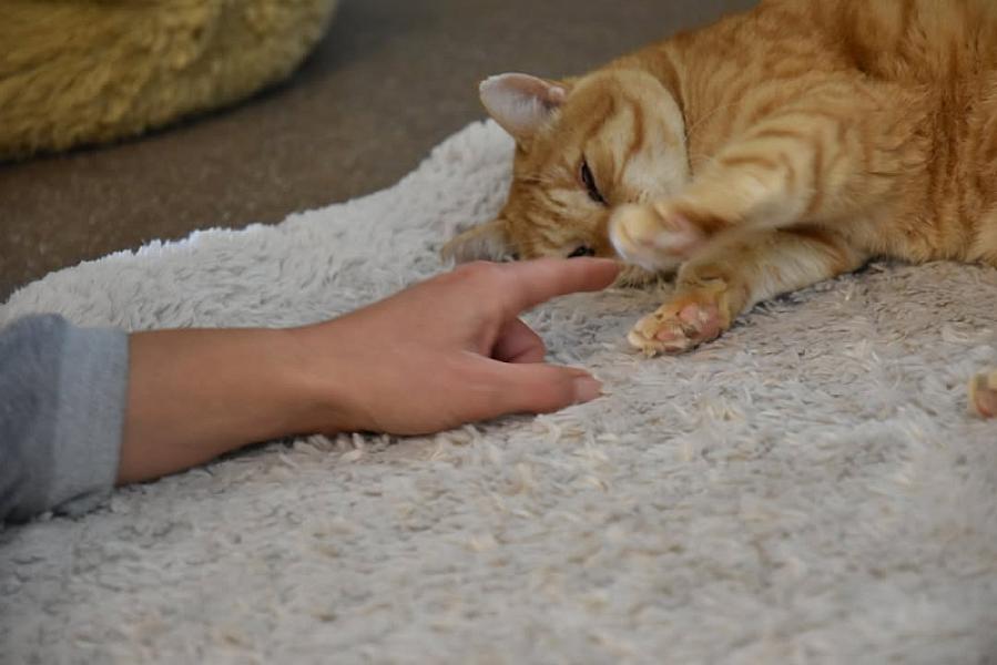 Kattenpraat