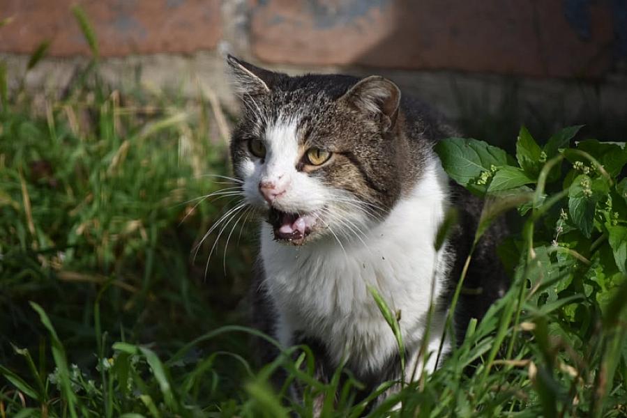 Kattenpraat