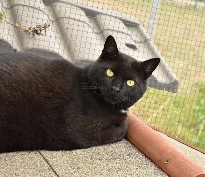 Kattenpraat