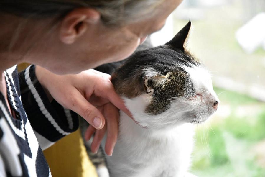 Kattenpraat
