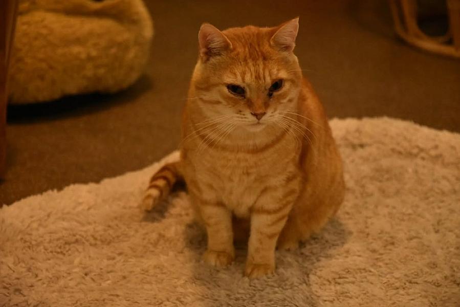 Kattenpraat