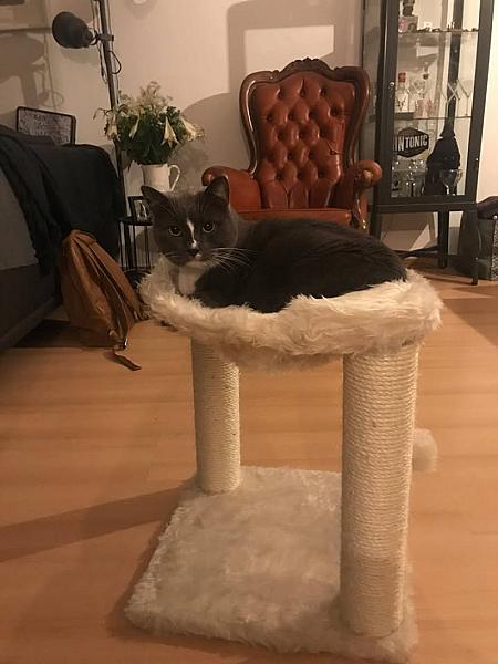 Kattenpraat