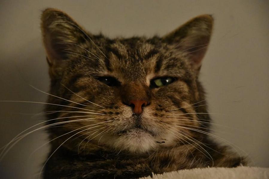 Kattenpraat