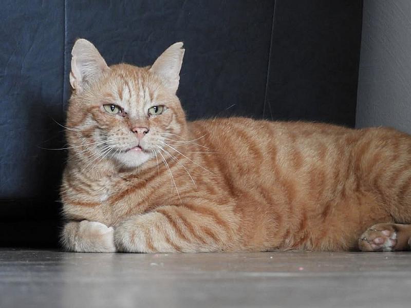 Kattenpraat