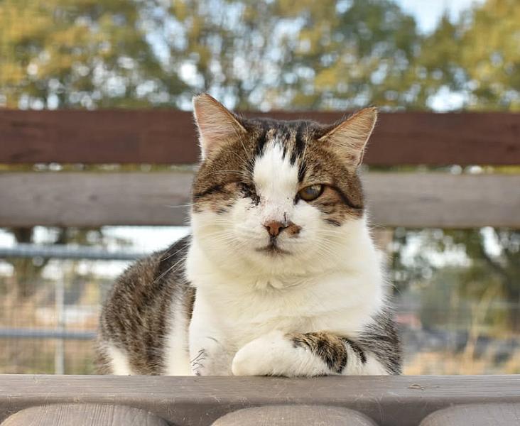 Kattenpraat