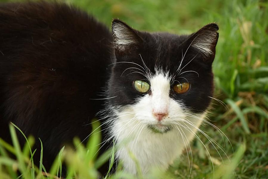 Kattenpraat