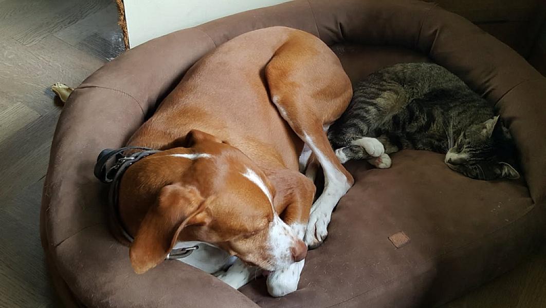 Kattenpraat