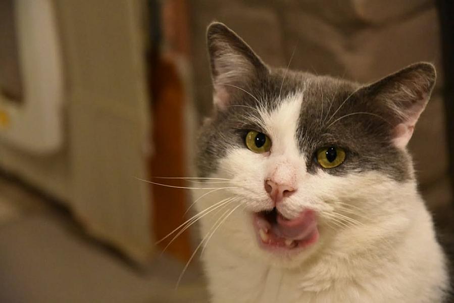 Kattenpraat