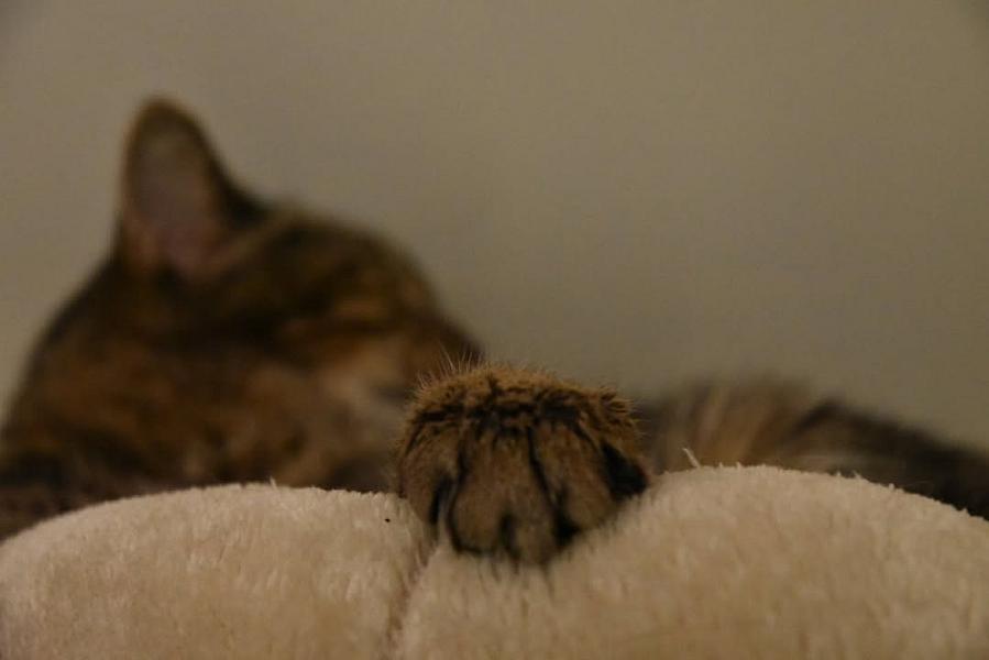 Kattenpraat