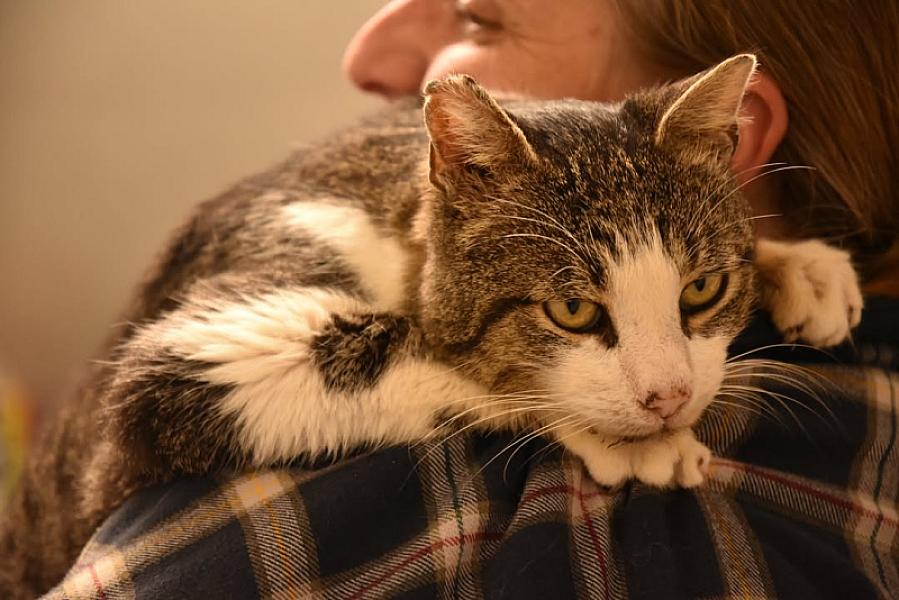 Kattenpraat