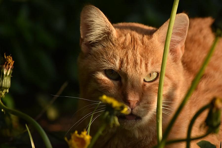 Kattenpraat