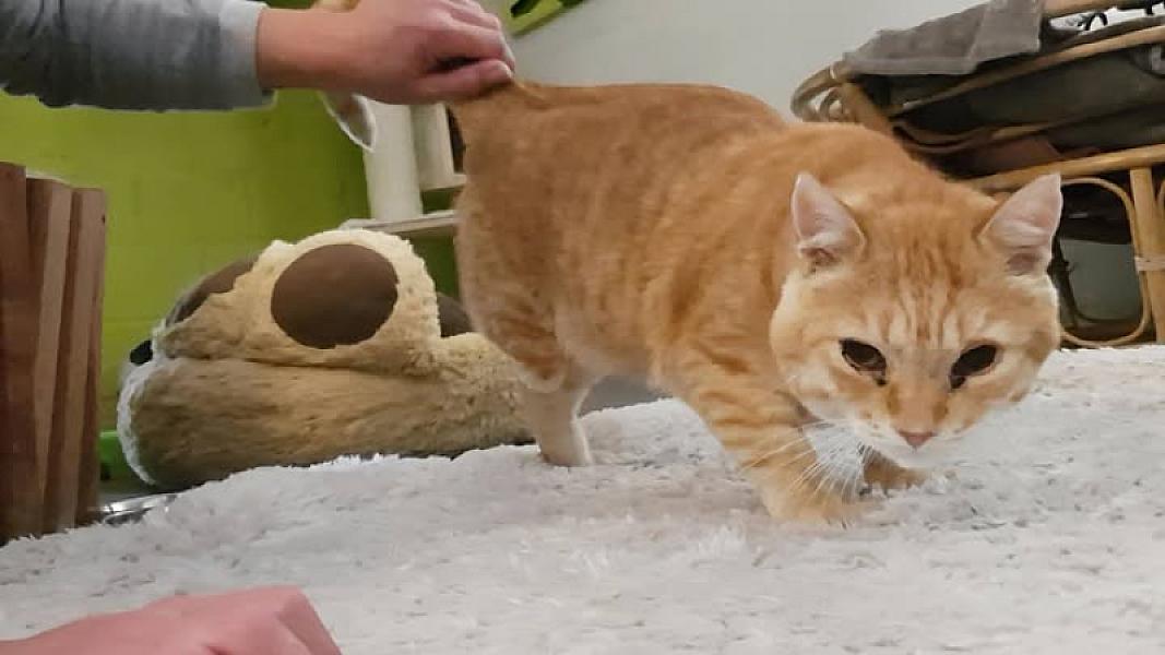 Kattenpraat