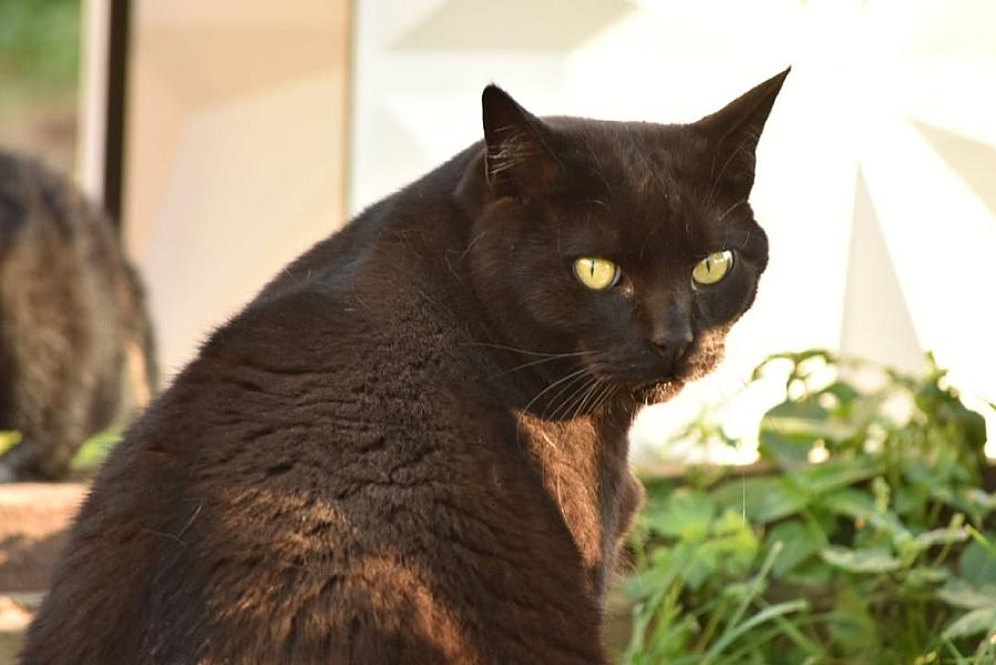 Kattenpraat