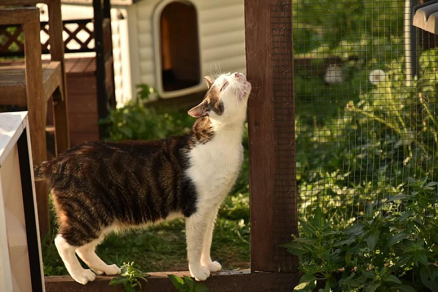 Kattenpraat
