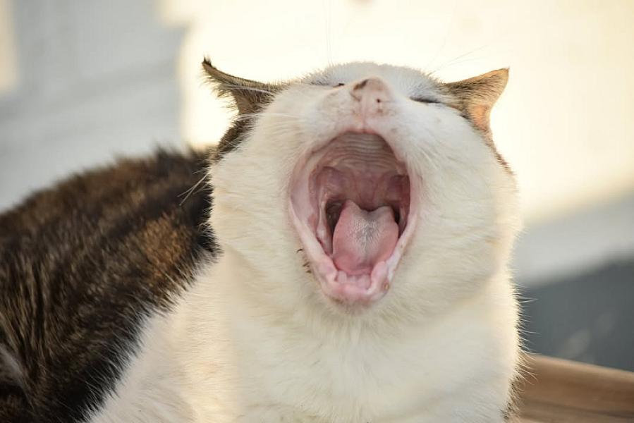 Kattenpraat