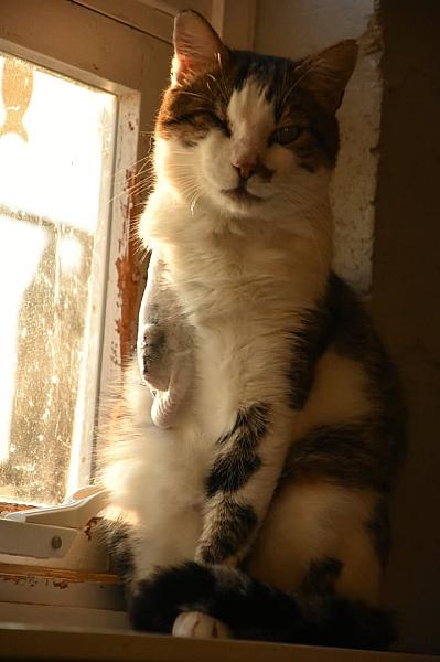 Kattenpraat